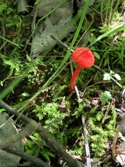 Hygrocybe cantharellus