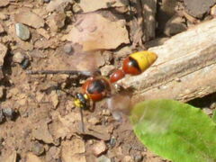 Delta unguiculatum
