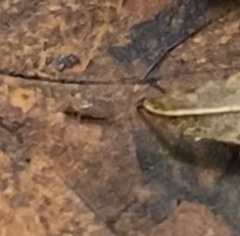 Entomobrya unostrigata