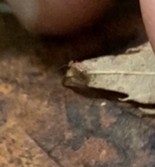 Entomobrya unostrigata