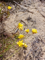 Conostylis aculeata breviflora