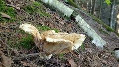 Russula brevipes