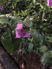 Bougainvillea