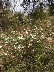 Philotheca verrucosa