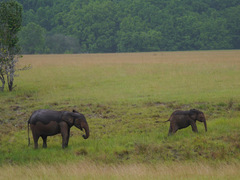 Loxodonta cyclotis