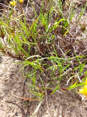 Conostylis aculeata breviflora