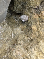 Mollusca