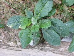 Verbascum phoeniceum