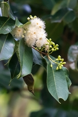 Anthreptes malacensis