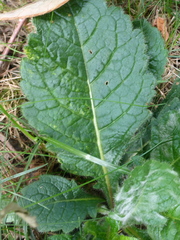 Verbascum phoeniceum