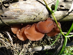 Auricularia auricula-judae