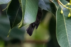 Anthreptes malacensis