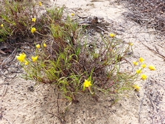 Conostylis aculeata breviflora