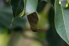 Anthreptes malacensis