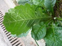 Verbascum phoeniceum