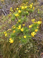 Euryops abrotanifolius