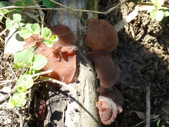 Auricularia auricula-judae