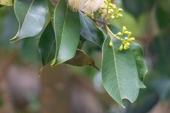 Anthreptes malacensis