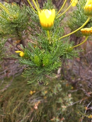 Euryops abrotanifolius