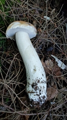 Boletus chippewaensis