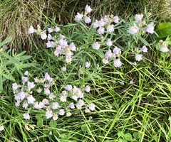 Linaria repens