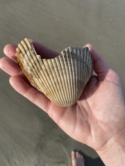 Dinocardium robustum