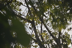 Psittacula alexandri fasciata