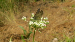 Lycaena tityrus