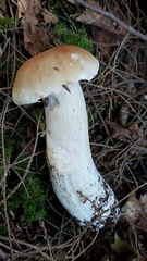 Boletus chippewaensis