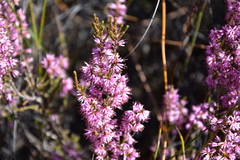 Erica ericoides
