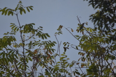 Psittacula alexandri fasciata