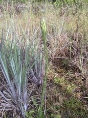 Carphephorus paniculatus