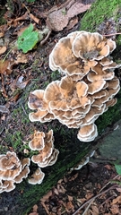 Trametes versicolor