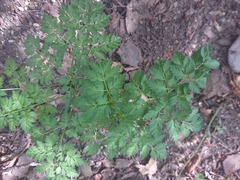 Anthriscus sylvestris