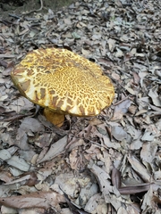 Rugiboletus extremiorientalis