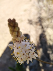 Bulbinella cauda-felis