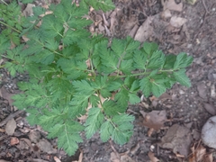 Anthriscus sylvestris