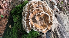Trametes versicolor