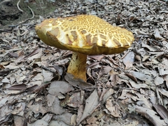 Rugiboletus extremiorientalis