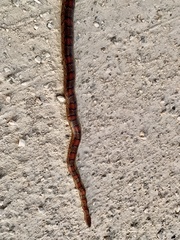 Pantherophis guttatus