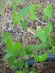 Funastrum