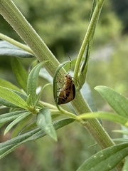 Trirhabda canadensis