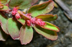 Euphorbia thymifolia