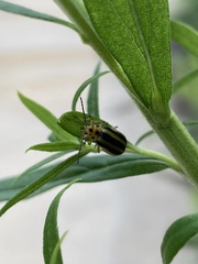 Trirhabda canadensis