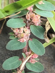 Euphorbia thymifolia