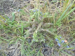 Echium vulgare