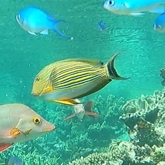 Acanthurus lineatus