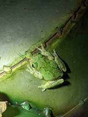Hyla