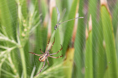 Ischnura heterosticta