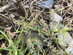 Euphorbia thymifolia